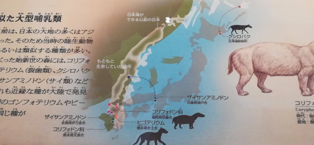 国立科学博物館で撮影した展示物です。日本海ができる以前の日本が写っています。 日本海が出来る前、日本列島はユーラシア大陸の沿岸部でした。それが次第に移動し、 今の日本になりました。移動は2方向に。 西日本を乗せたアムールプレートが南に(:下向きの↓)、 東日本を乗せたオホーツクプレートが東(:右向きの→)に移動。結果的に南東へ移動した様子がわかります。 矢嶋ストーリーのブログ「矢嶋ストーリー's news」の「『日本沈没』で地球に目覚める」の 文中に出てくる写真です。